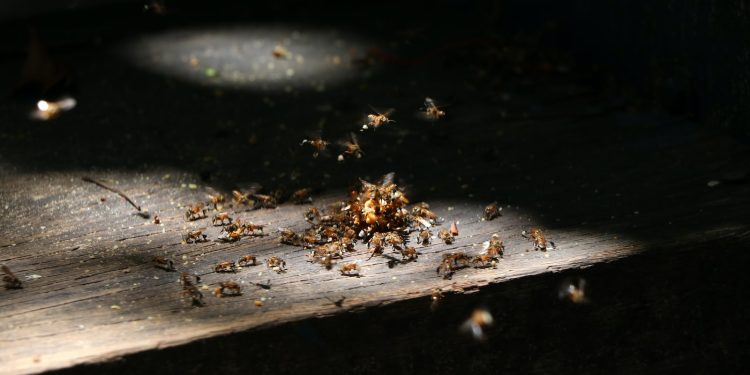 Termites volants : quel traitement ?