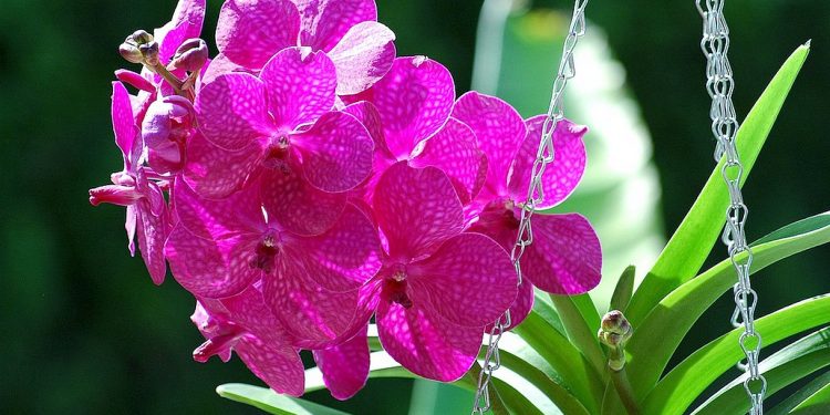Soigner une orchidée