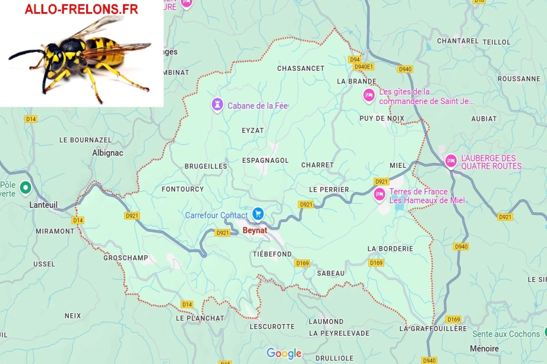 Destruction de nids de frelons et guêpes à Beynat - ALLO FRELONS 19