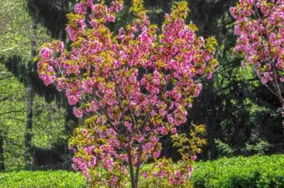 Arbre de Judée avantages et inconvénients pour choisir le parfait arbre d'ornement