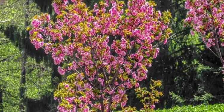 Arbre de Judée avantages et inconvénients pour choisir le parfait arbre d'ornement