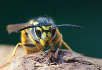 Guêpes charpentières : identification et méthode de lutte