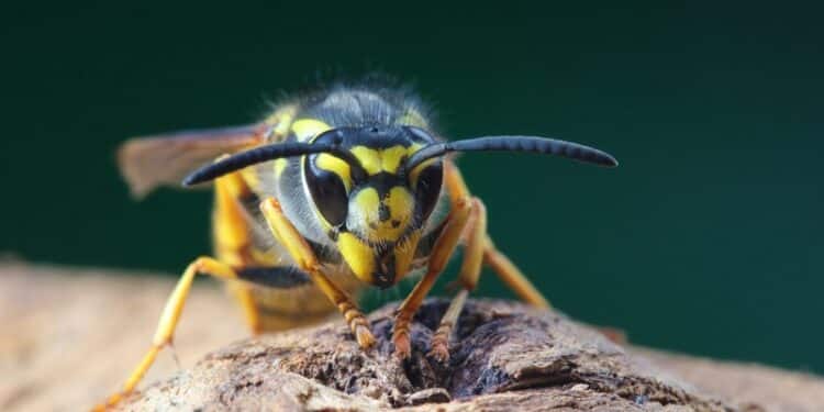 Guêpes charpentières : identification et méthode de lutte