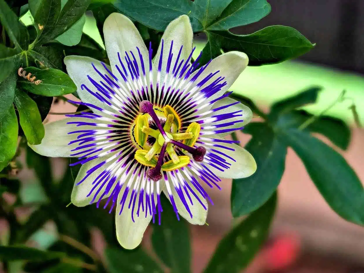 Passiflore bleue : la plantation, la floraison et les caractéristiques de la Passiflora caerulea