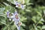 Passiflore bleue : la plantation, la floraison et les caractéristiques de la Passiflora caerulea