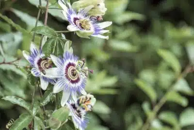 Passiflore bleue : la plantation, la floraison et les caractéristiques de la Passiflora caerulea