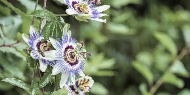 Passiflore bleue : la plantation, la floraison et les caractéristiques de la Passiflora caerulea