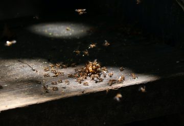 Termites volants : quel traitement ?