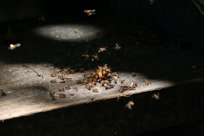 Termites volants : quel traitement ?
