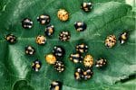 attirer les coccinelles dans son jardin