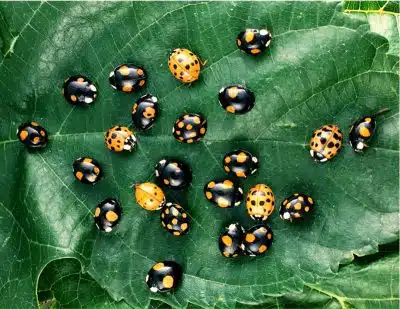 attirer les coccinelles dans son jardin