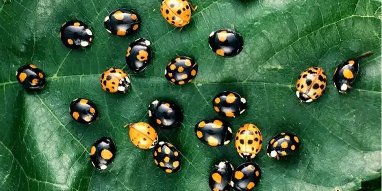 attirer les coccinelles dans son jardin