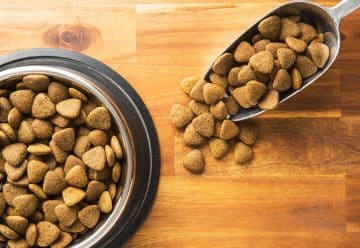 croquettes pour chien