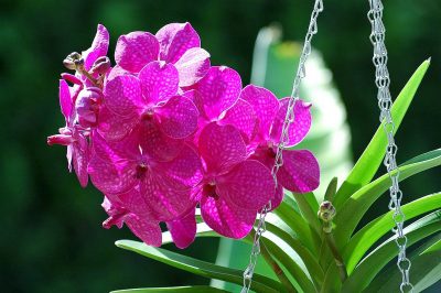 Soigner une orchidée