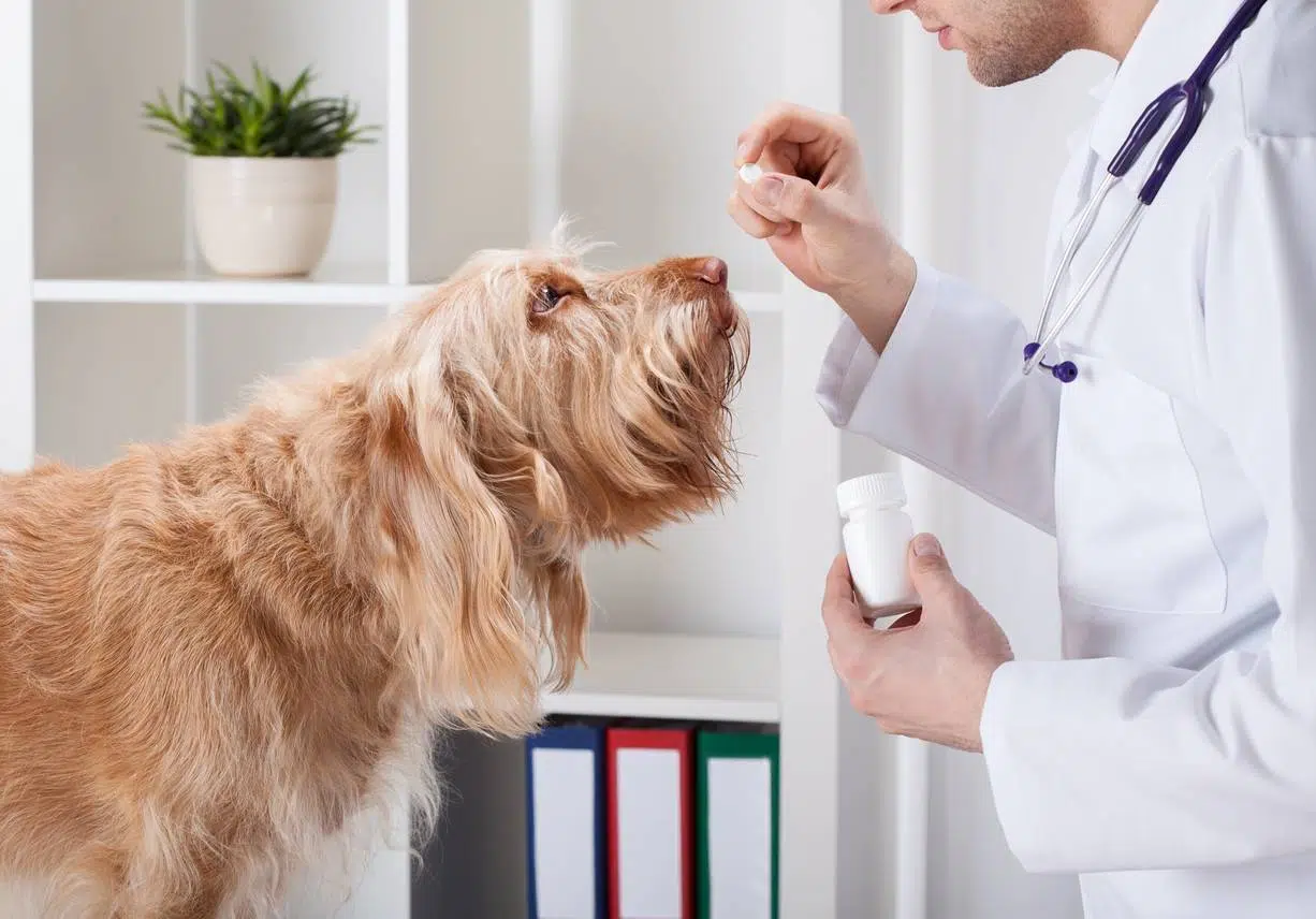 fonctionnement de l'assurance santé pour chien