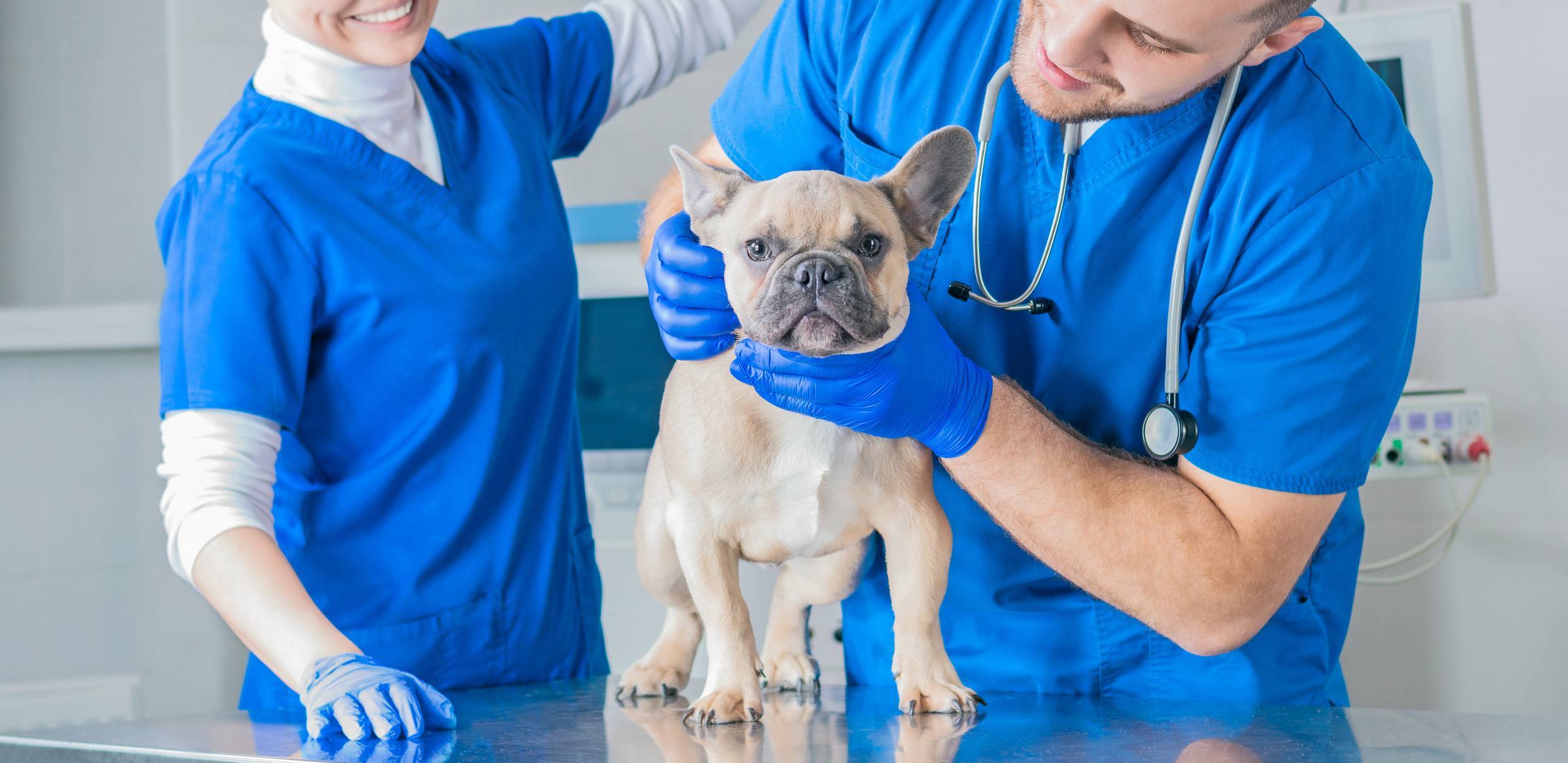 assurance santé pour chien