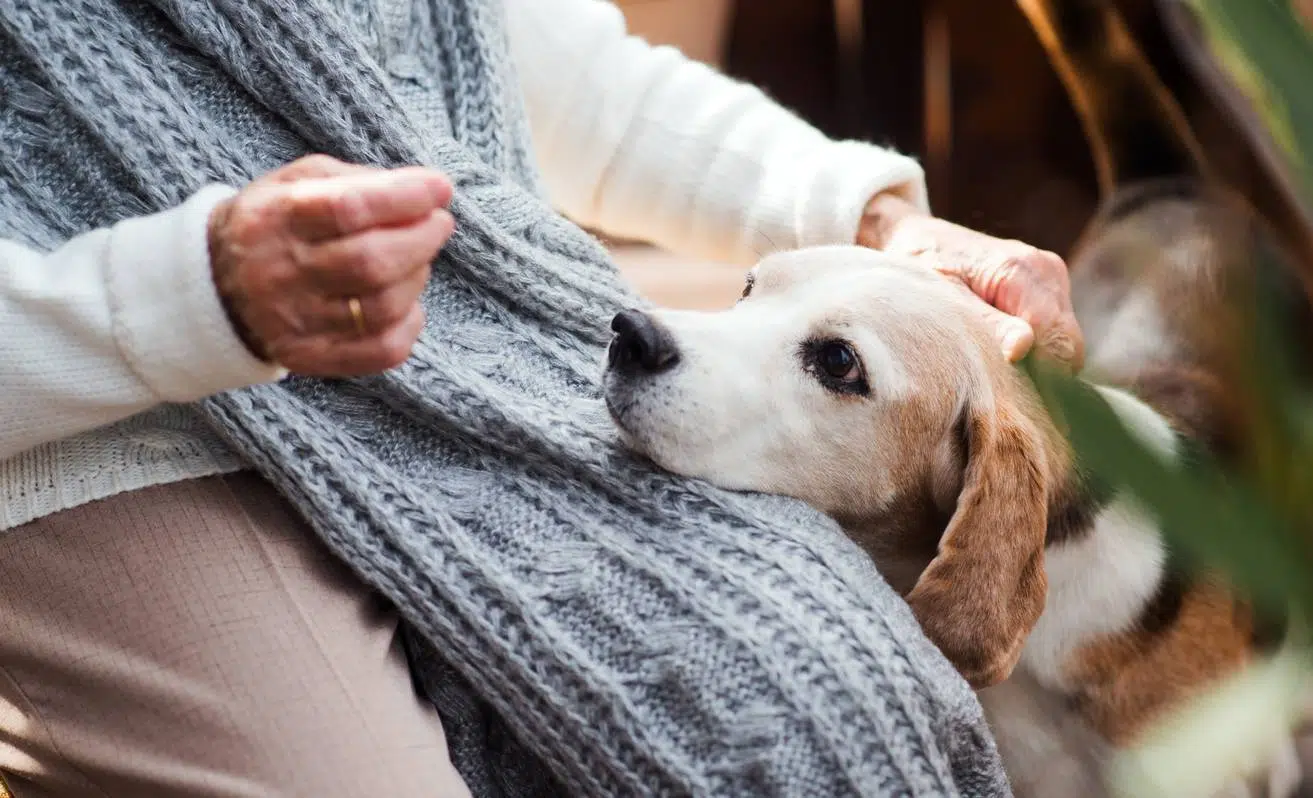 soigner son chien, assurance vétérinaire